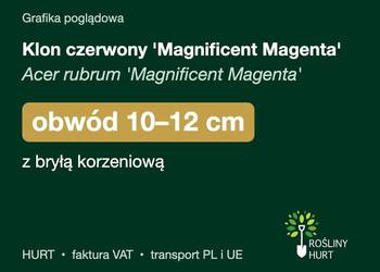Klon czerwony 'Magnificent Magenta' obwód 10-12 cm, z bryłą – HURT