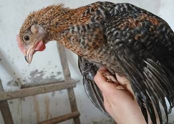 Koguty kury piskleta od rolnika