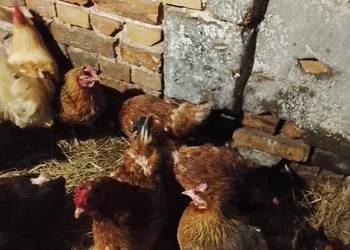 Kurki nioski oraz koguty