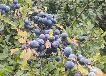 Nasiona tarniny (Prunus spinosa) – świeży zbiór 2025, sprzedaż wkrótce! Nasiona tarniny (Prunus spinosa) – świeży zbiór 2025, sprzedaż wkrótce!