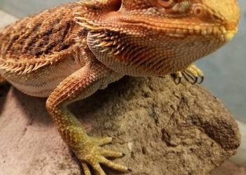 Agama Brodata Red Samica - Sklep Zoologiczny