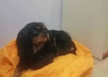 Cudowny Cavalier szuka nowej kochającej rodziny