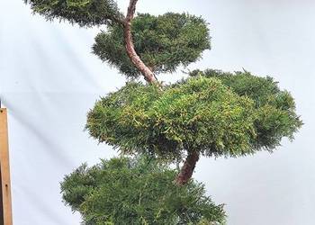 Bonsai Niwaki jałowiec pośredni Gold Star