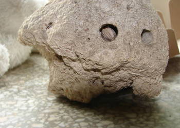 element rafy koralowej