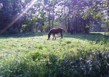 Działka z linią brzegową Wkry!