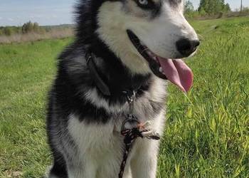 Krycie Husky syberyjski - Reproduktor