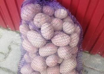 Ziemniaki jadalne czerwone Bellarosa