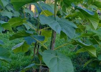 Paulownia Omszona Sadzonki 120-180cm | Drzewo tlenowe Oxytree