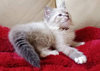 Koty Syberyjskie Neva Masquerade - MALIBU ZKolakowegoDomu*PL