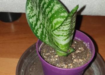 Sansewieria, sansa, roślina rosnąca