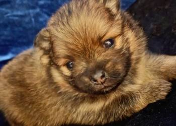 Suczka POMERANIAN szpic miniaturowy ZKwP / FCI