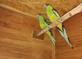 Barnard czerwonoczelny