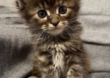 Maine coon kocięta