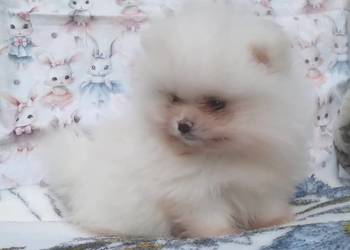 Pomeranian szpic miniaturowy - cudowny MALUTKI śmietankowo-biały MIŚ