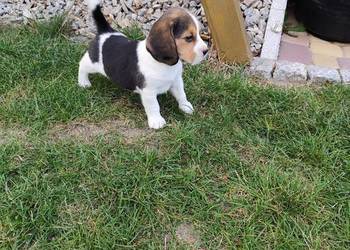 Śliczne Beagle metryka czip wyprawka