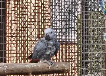 Żako kongijskie samczyk