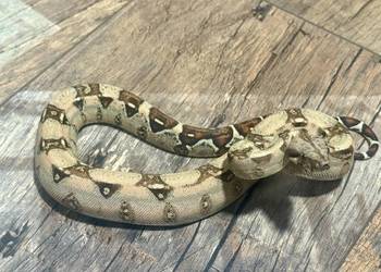 Wąż Boa Imperator