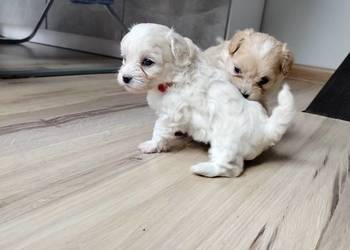 Maltipoo F1 xs