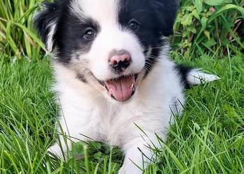 Border collie - piesek do odbioru