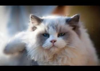 Ragdoll reproduktor