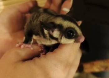 Lotopałanka karłowata