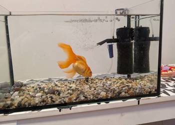 Rybka welonka  akwarium i filtr