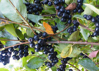100cm!Sadzonki Aronii! Aronia Sadzonki Nero! 3 LETNIE! HIT