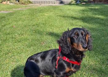 Jamnik długowłosy suczka 5,5 miesiąc