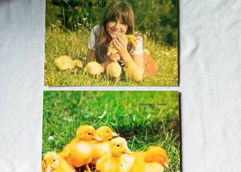 Dwie pocztówki wielkanocne z kaczuszkami. KAW, 1977/78 r. Dwie pocztówki wielkanocne z kaczuszkami. KAW, 1977/78 r.