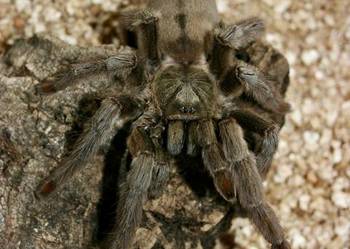 Psalmopoeus cambridgey samica