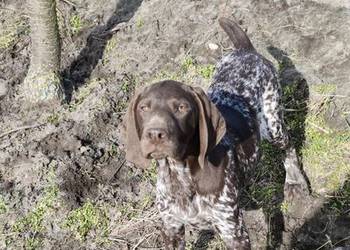 Wyżeł Niemiecki Krótkowłosy