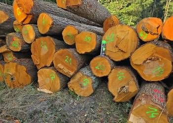 Kłody liściaste do własnego przetarcia i suszenia-dąb, jesion, wiąz, jawor