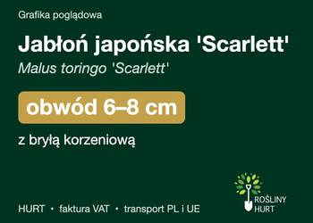 Jabłoń japońska 'Scarlett' obwód 6-8 cm, z bryłą – HURT