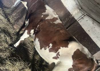 Krowa mleczna, cielna termin marzec kwiecień