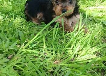 Yorkshire Terrier XXS