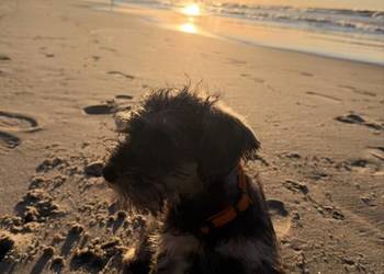 Sznaucer miniaturowy „pieprz i sól” Rodowód Szczenięta z domowej hodowli