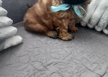 Brązowy Piesek Shih-Tzu