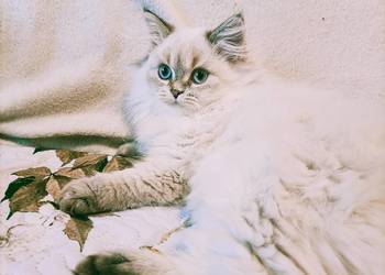 Kot brytyjski kotka brytyjska długowłosy krótkowłosy point