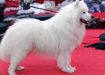 Samoyed reproduktor