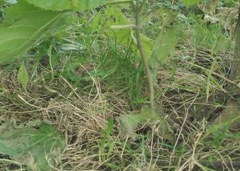 Drzewko tlenowe-szczęścia PAULOWNIA niebieskie cesarskie