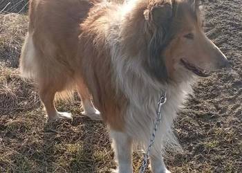 Pies Owczarek Szkocki Collie