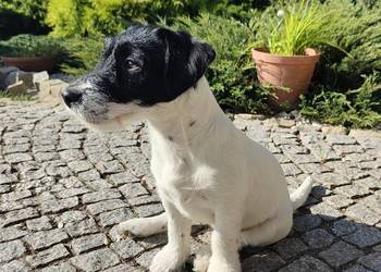 Śliczne pieski JRT FCI ZKwP Wrocław 3500 zl