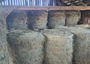 Siano w belach pogodne