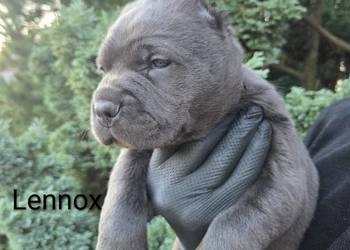 Bandog American Corso