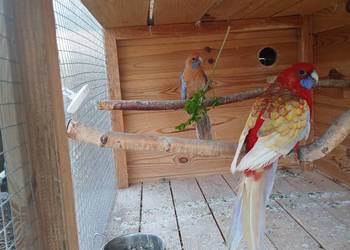 Papugi rozelle królewskie para dorosłe Papugi rozelle królewskie para dorosłe