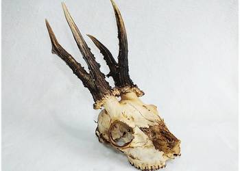 Parostki kozła z czaszką dł.18cm Myślistwo