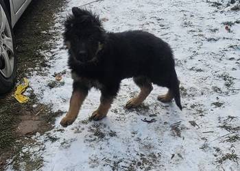 Szczeniaczki Rasy Owczarek Niemiecki długowłosy 1500 zł juz do odbioru