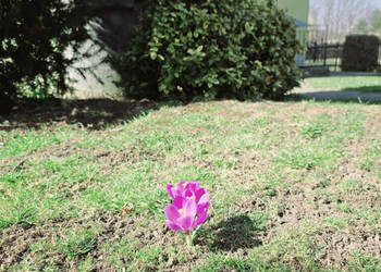 Dom jednorodzinny z suterenami i poddaszem,Lipinki