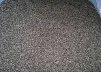 Łubin wąskolistny gorzki