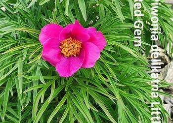 Paeonia tenuifolia Little Red Gem